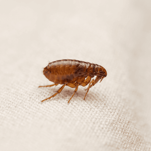 Flea Control