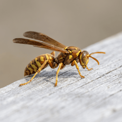 Wasp Control