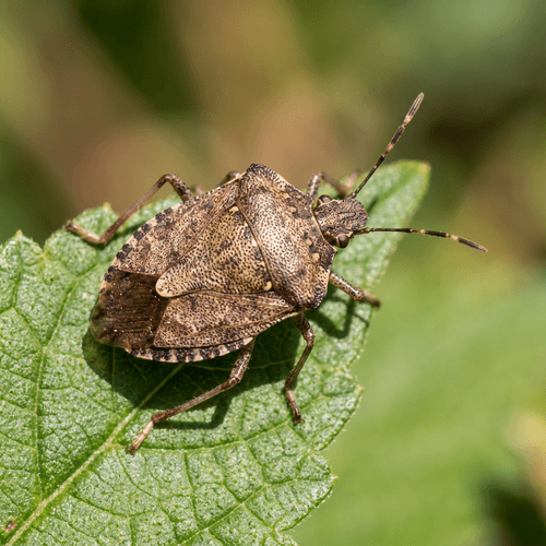 Stink Bug Control